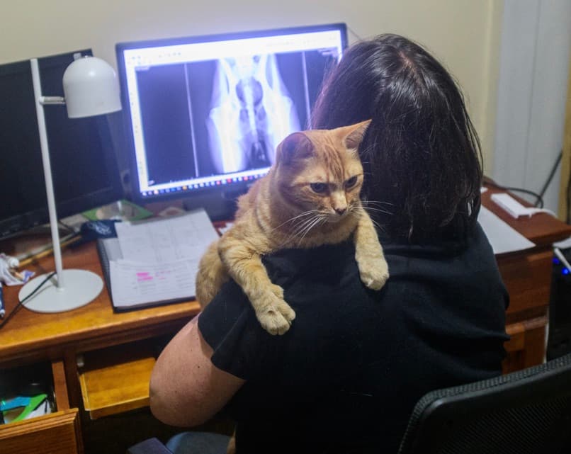 Dr Ana Hayes reviewing radiographs